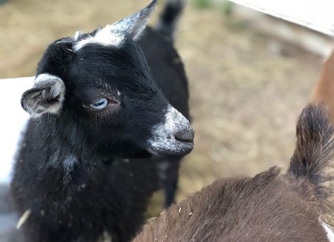 nigerian-dwarf-goat
